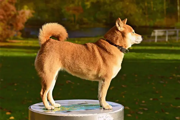 Shiba Inu Lifespan A Comprehensive Guide to Understanding the Life Expectancy of this Beloved Breed