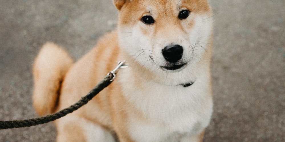 Shiba Inu Lifespan A Comprehensive Guide to Understanding the Life Expectancy of this Beloved Breed