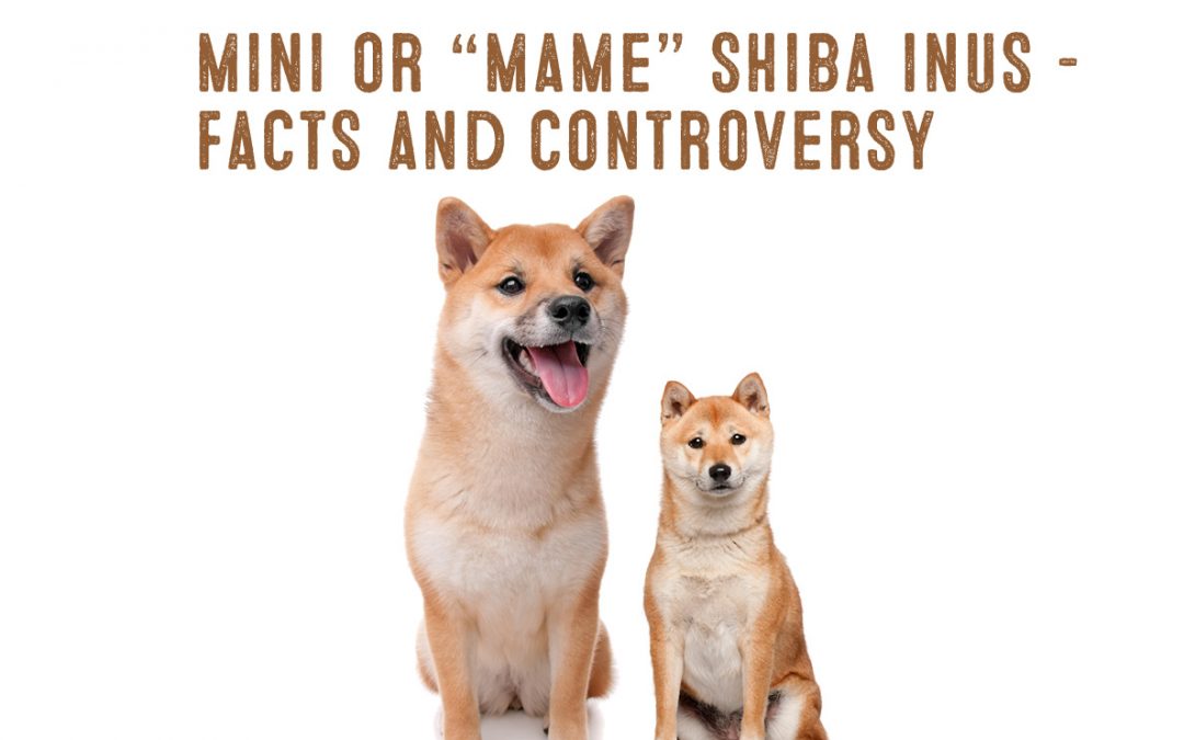 Shiba Inu Size and Weight Understanding the Dimensions of this Charming Breed