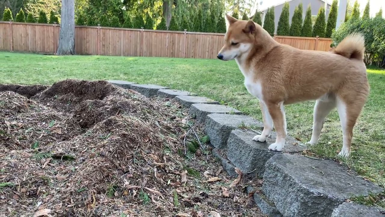 Shiba Inu Size and Weight Understanding the Dimensions of this Charming Breed