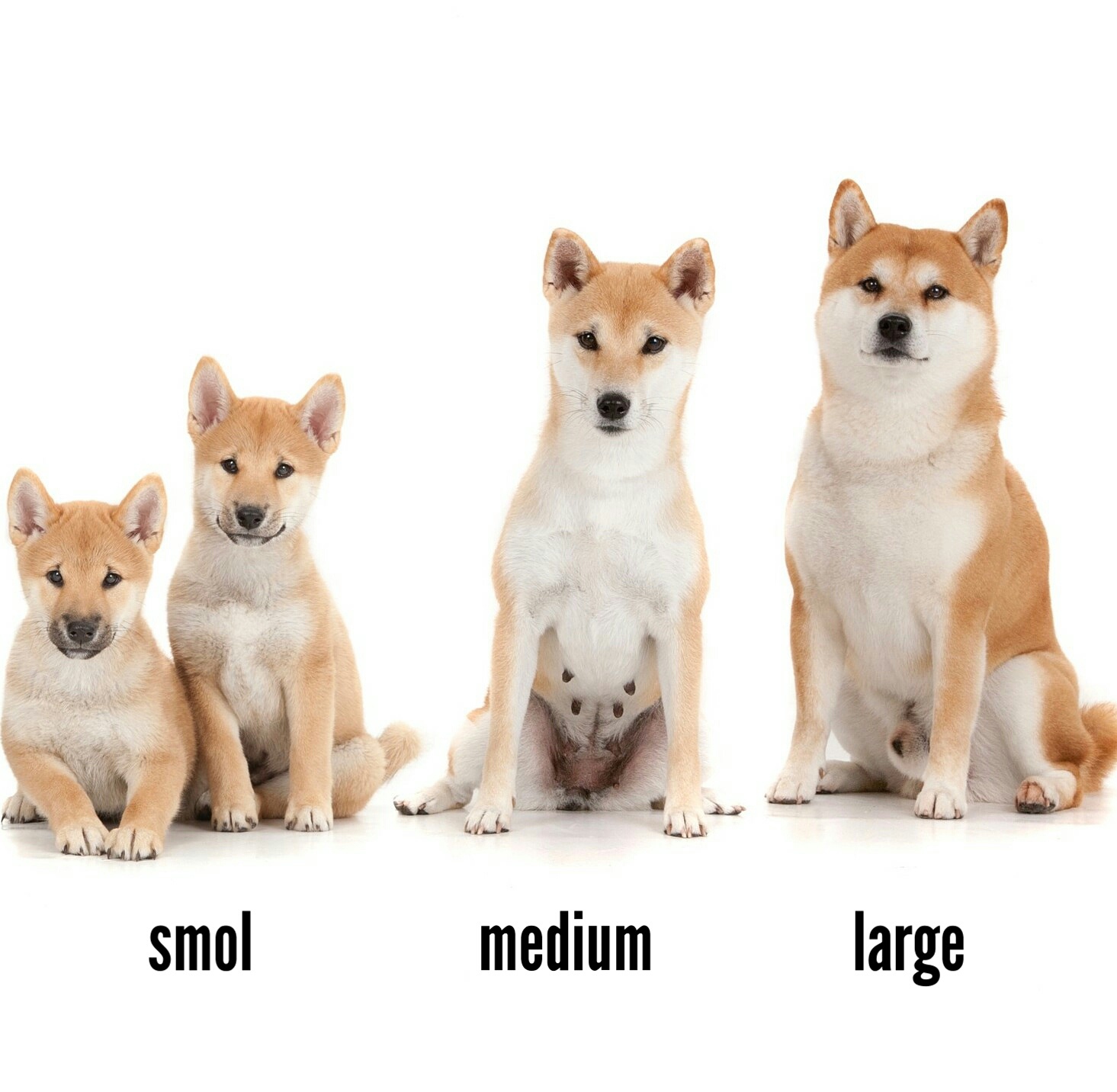 Shiba Inu Size and Weight Understanding the Dimensions of this Charming Breed