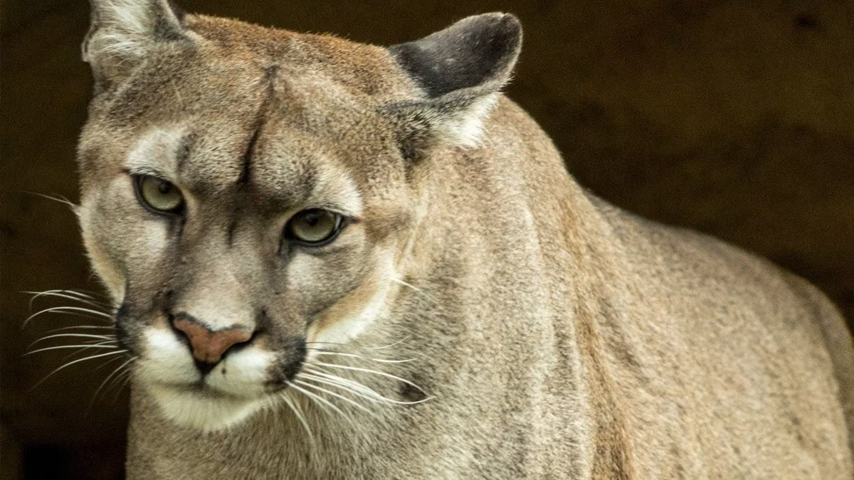 Mountain Lion